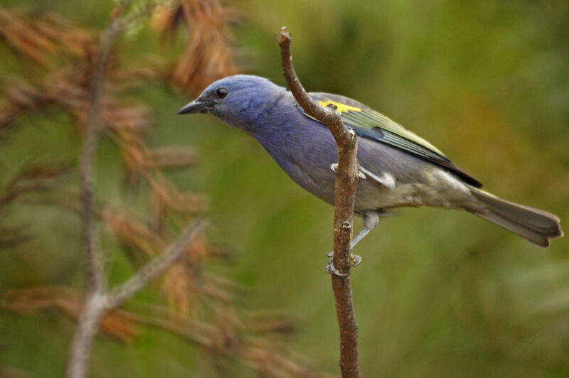 Golden-chevroned Tanager