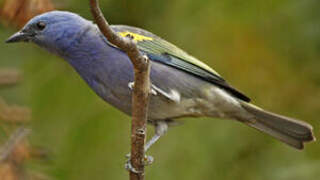 Golden-chevroned Tanager