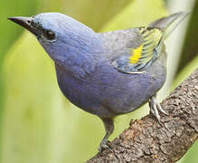 Golden-chevroned Tanager