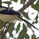 Tangara pillurion