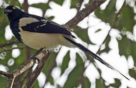 Magpie Tanager