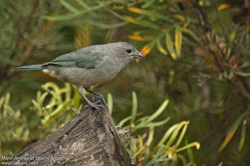 Tangara sayacaimmature, identification