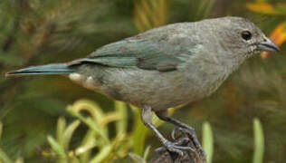 Sayaca Tanager