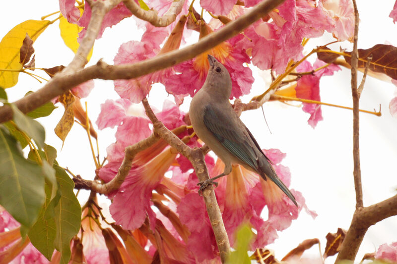 Sayaca Tanager