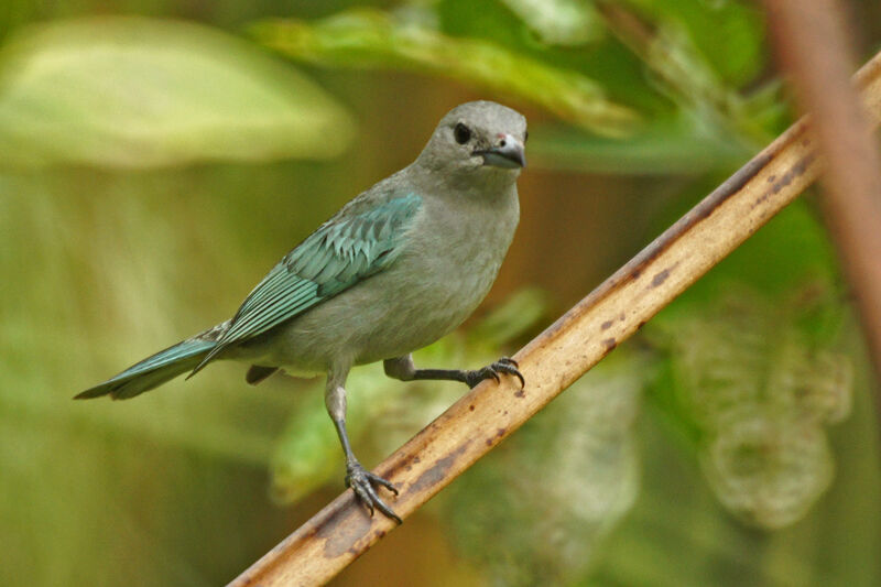 Sayaca Tanager