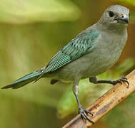 Sayaca Tanager