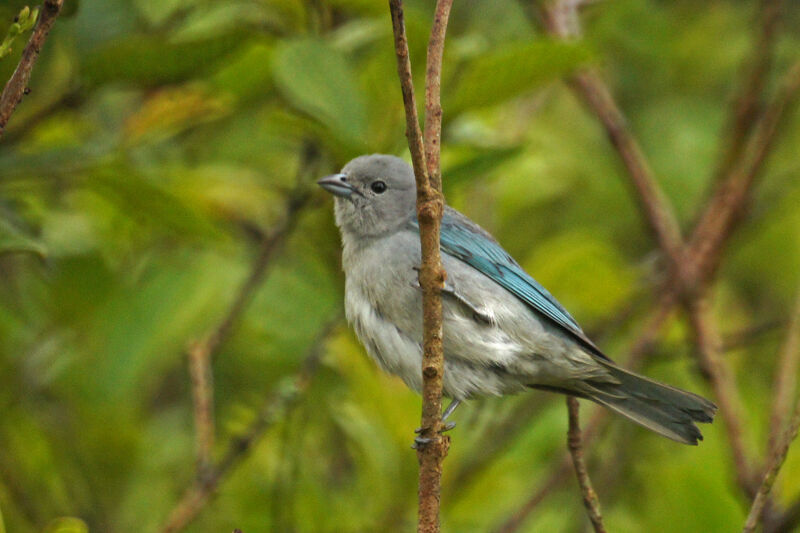 Sayaca Tanager