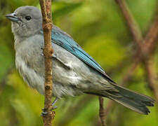 Sayaca Tanager