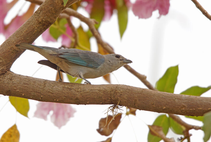 Sayaca Tanager