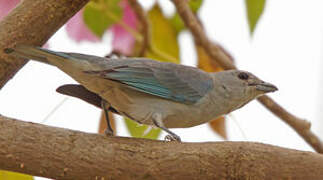 Sayaca Tanager