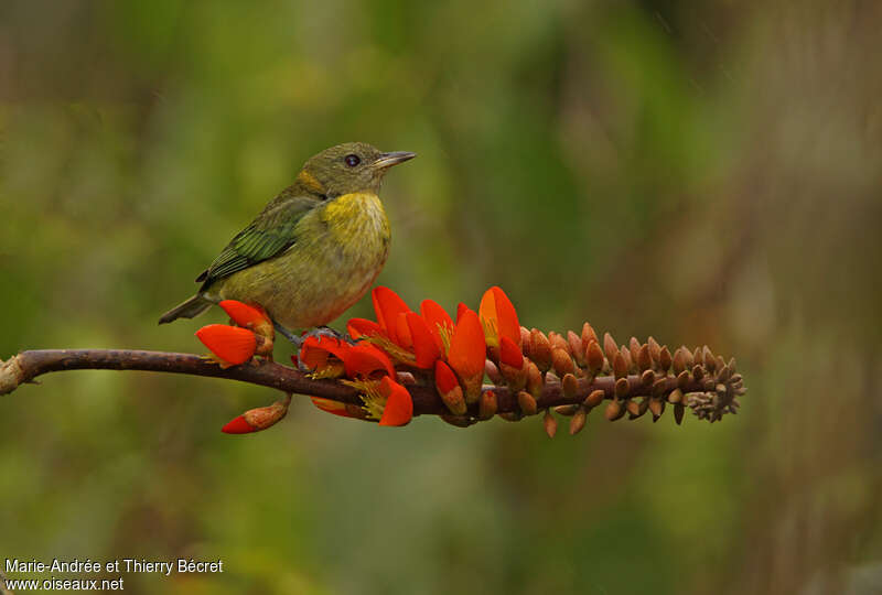 Tangara sucrier femelle, adulte, identification
