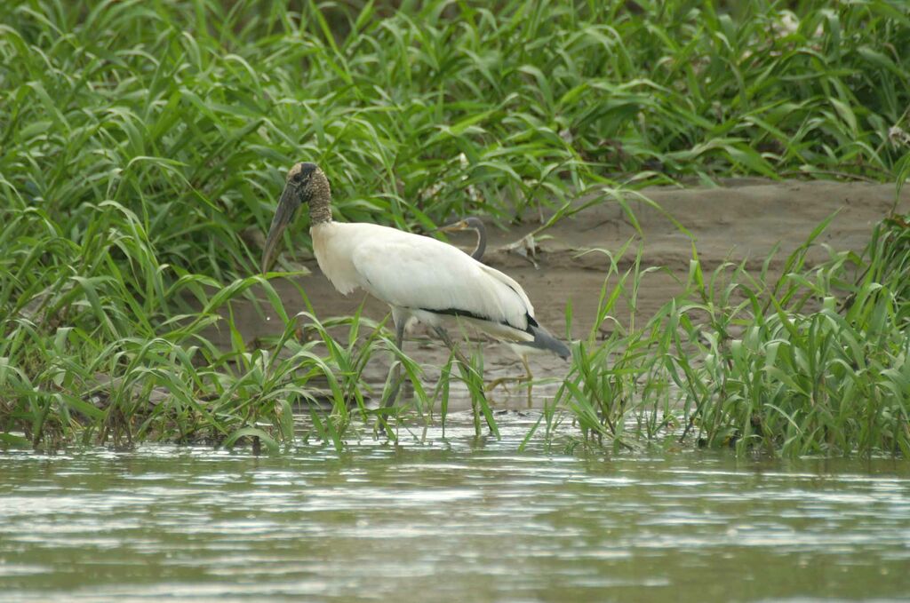 Wood Stork