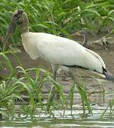 Wood Stork