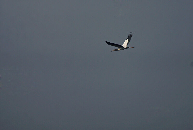 Wood Stork, Flight