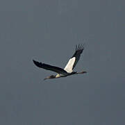 Wood Stork