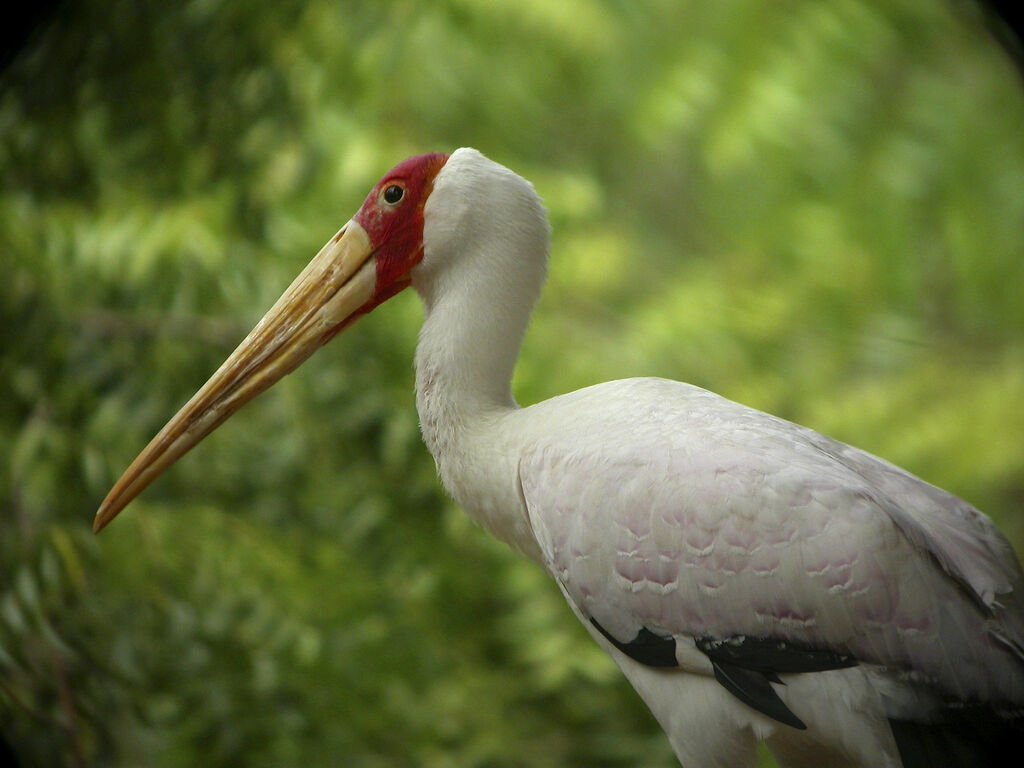 Yellow-billed Stork