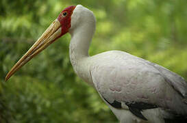 Yellow-billed Stork