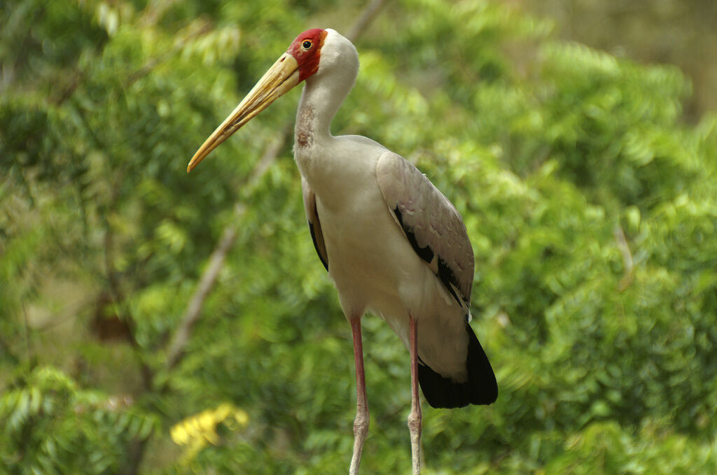 Yellow-billed Stork