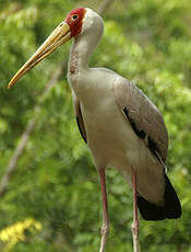 Tantale ibis