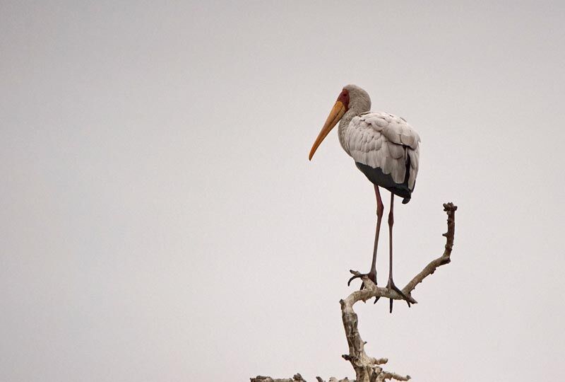 Yellow-billed Stork