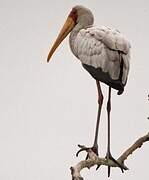 Yellow-billed Stork