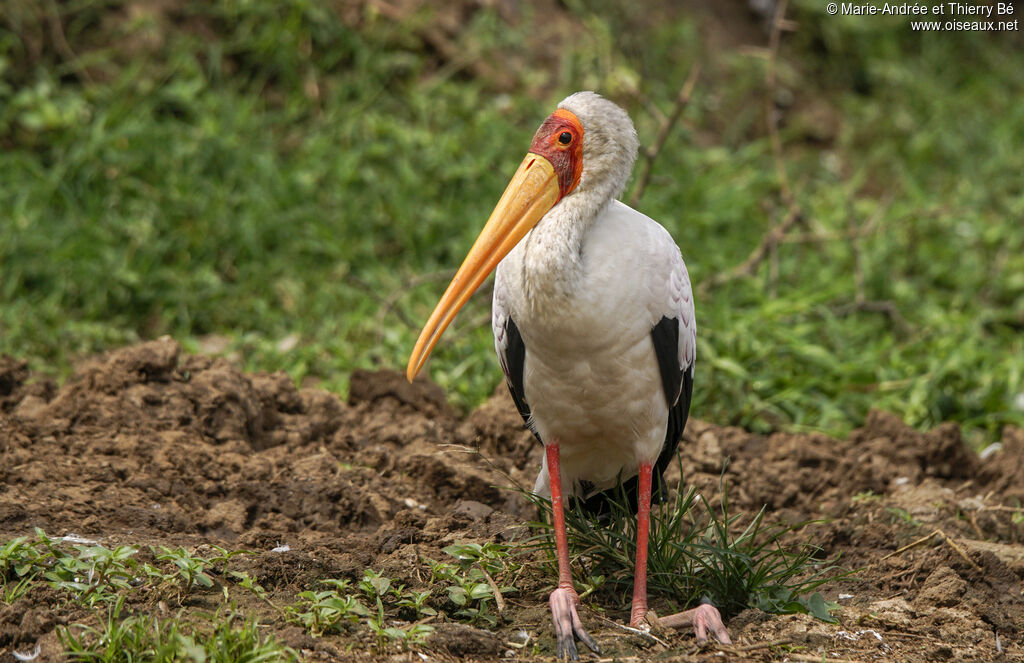 Yellow-billed Stork