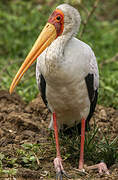 Yellow-billed Stork