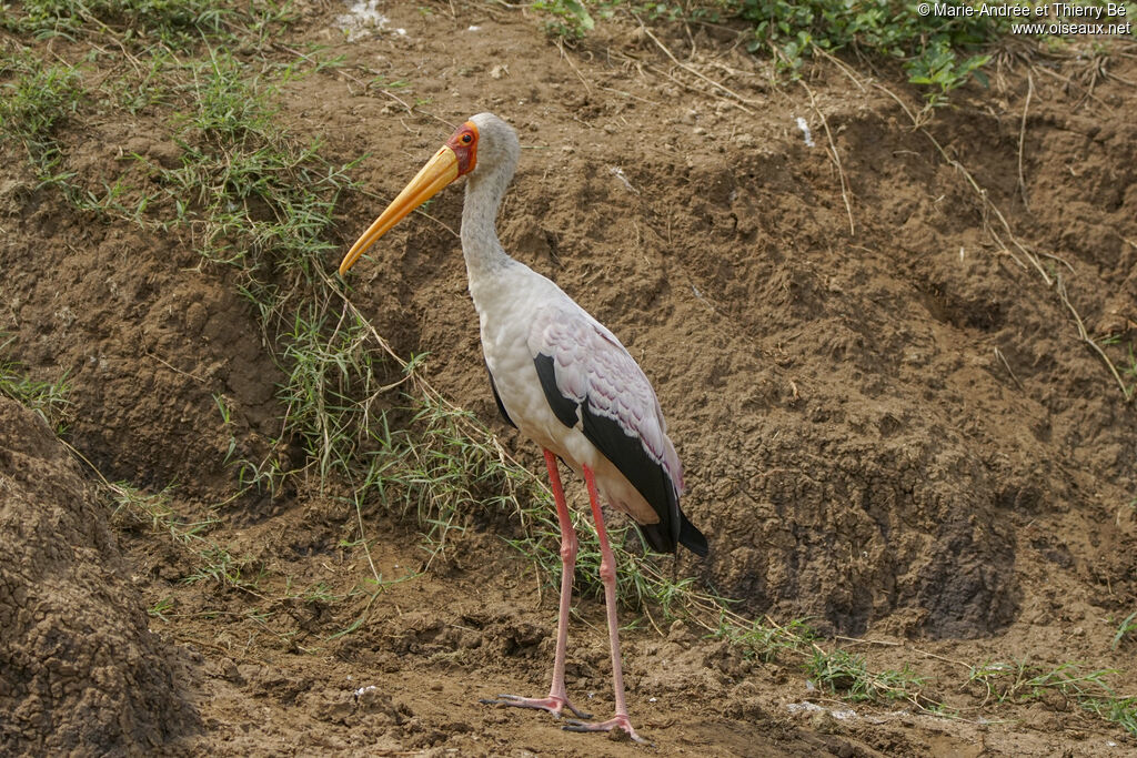 Yellow-billed Stork