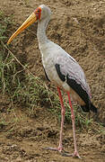 Yellow-billed Stork