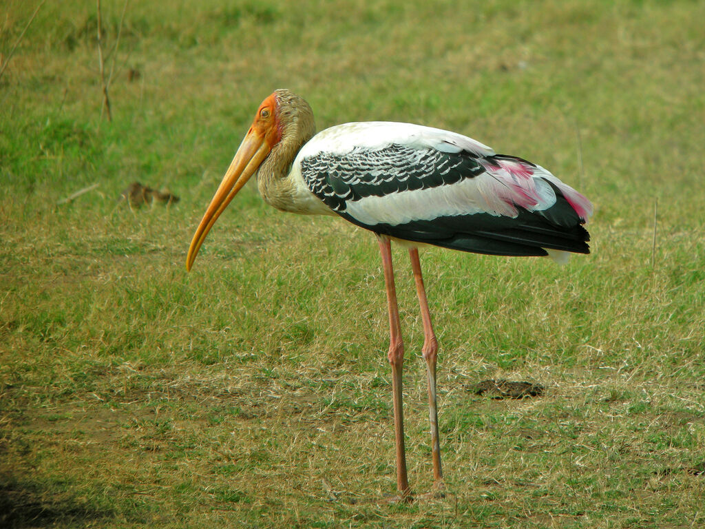 Painted Stork