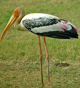 Painted Stork