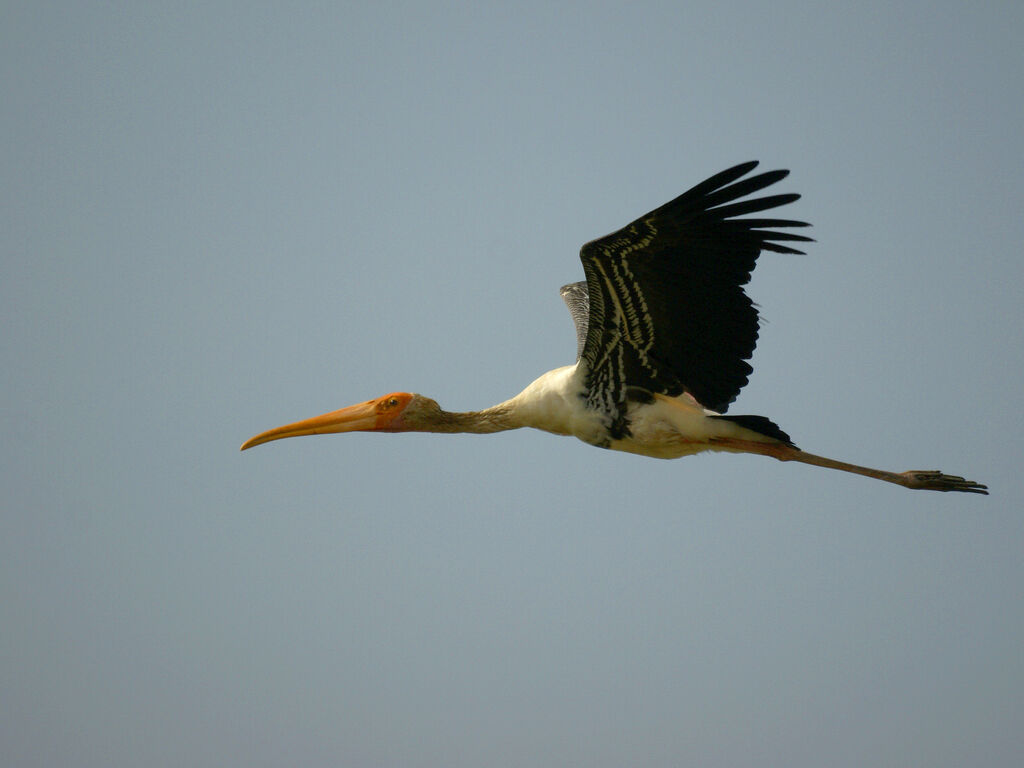 Painted Stork