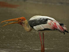 Painted Stork