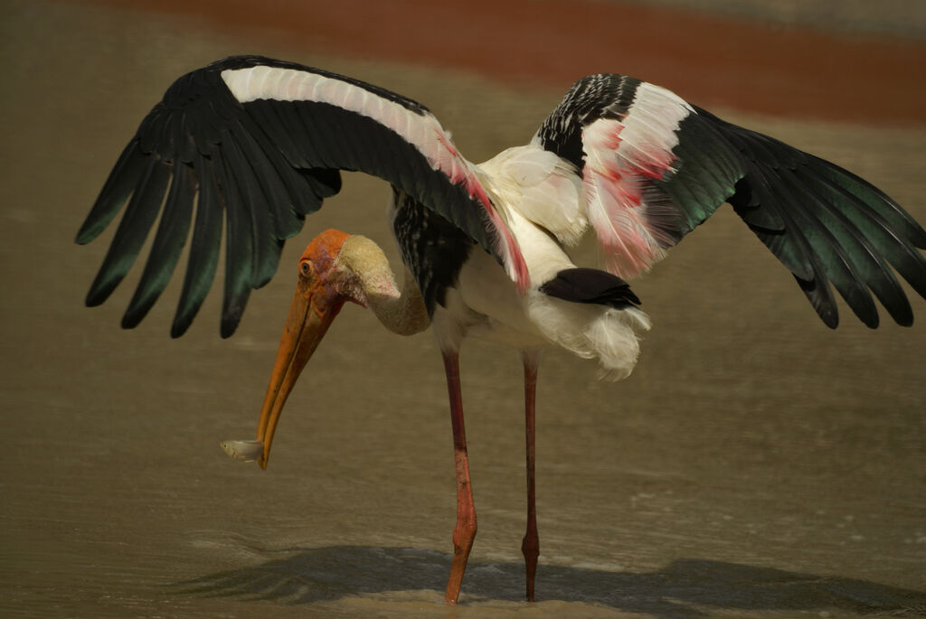 Painted Stork