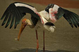 Painted Stork