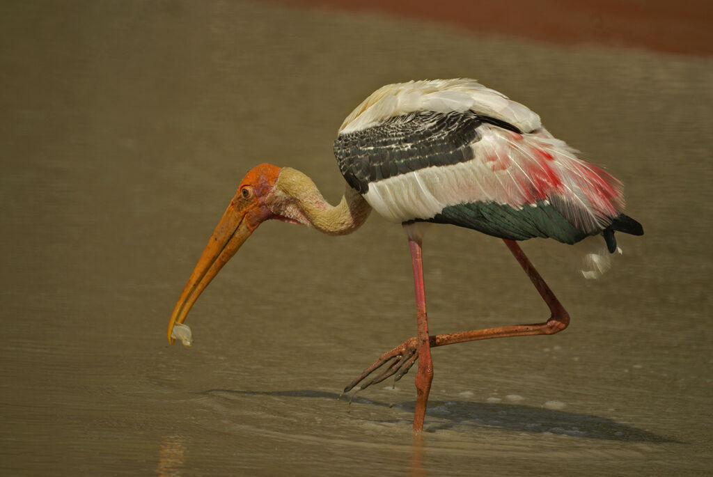 Painted Stork