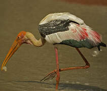 Painted Stork