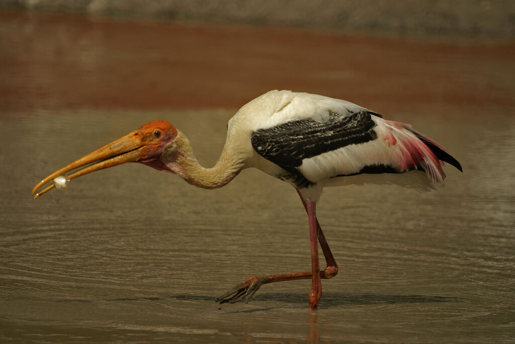 Painted Stork