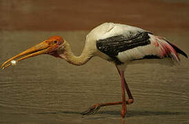 Painted Stork