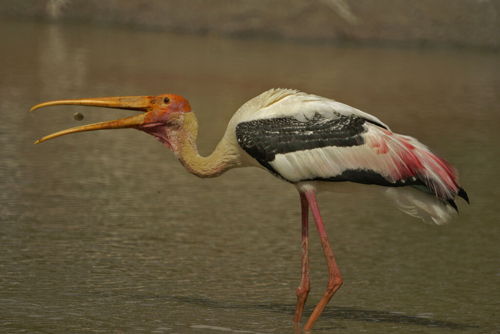 Painted Stork