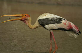 Painted Stork