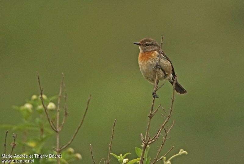 African Stonechat female adult, identification