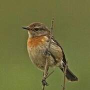 African Stonechat