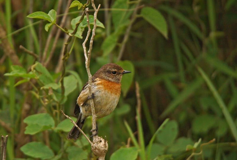 African Stonechat female