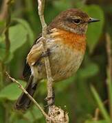 African Stonechat