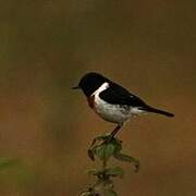 African Stonechat