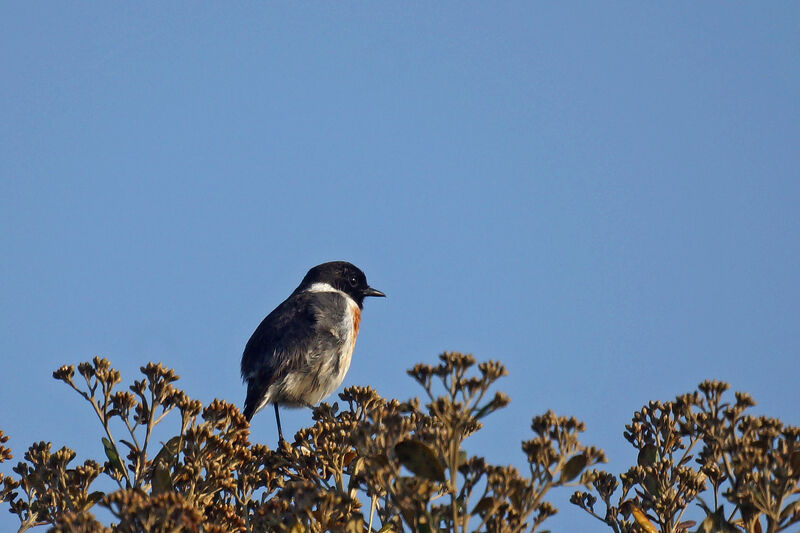 Madagascar Stonechat