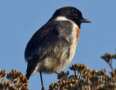 Madagascan Stonechat