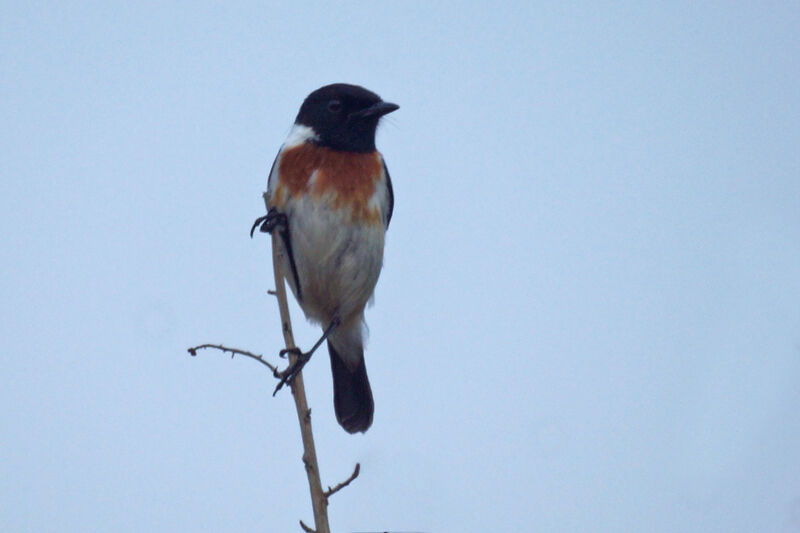 Madagascan Stonechat