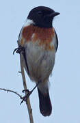 Madagascan Stonechat